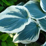 Hosta Blue Ivory PP19623 Plantain Lily