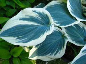 Hosta Blue Ivory PP19623 Plantain Lily