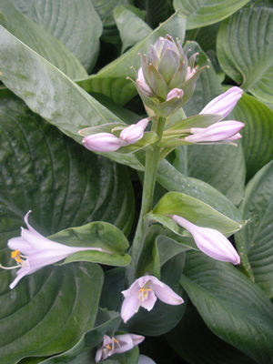 Hosta Blue Umbrellas Plantain Lily