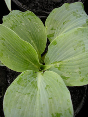 Hosta Blue Wedgwood Plantain Lily