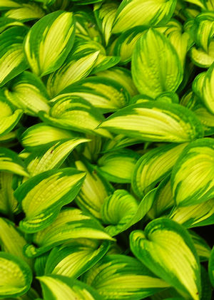 Hosta Brother Stefan Plantain Lily