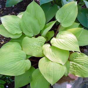 Hosta Designer Genes Plantain Lily