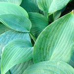 Hosta Hadspen Blue Plantain Lily