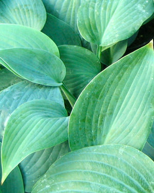 Hosta Hadspen Blue Plantain Lily