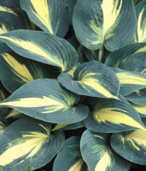 Hosta High Society PP17313 Plantain Lily