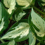 Hosta Revolution Plantain Lily