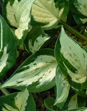 Hosta Revolution Plantain Lily