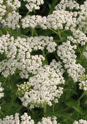 Achillea millefolium Common Yarrow