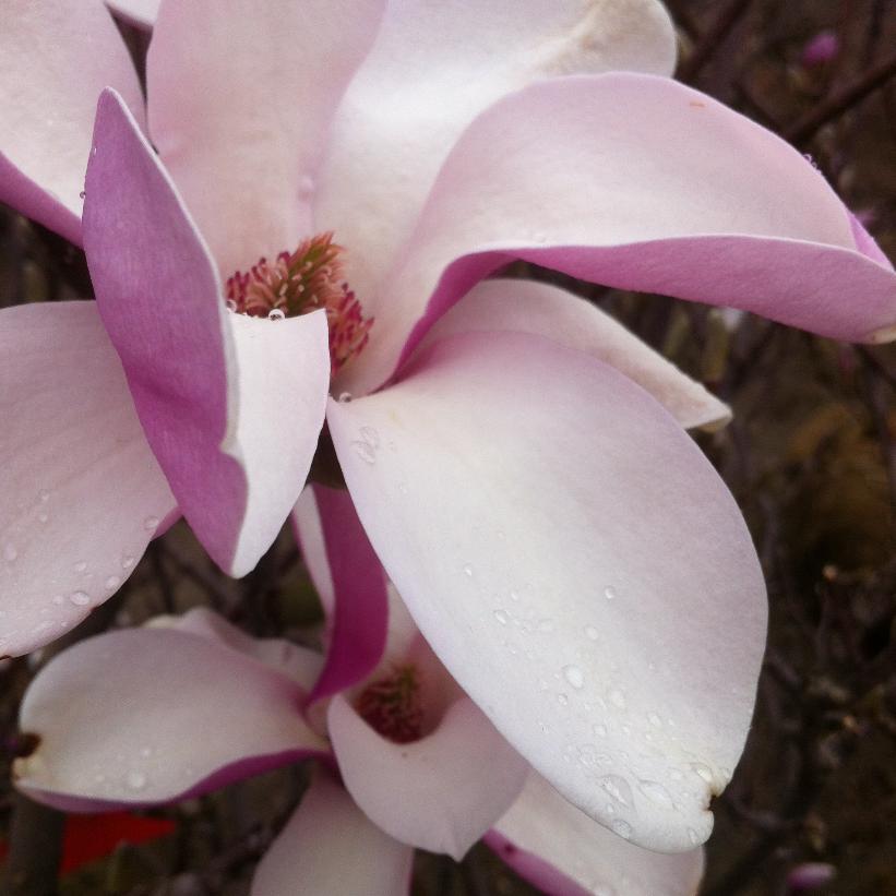 Alexandrina Magnolia