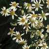 Aster ericoides Heath Aster