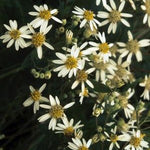 Aster ericoides Heath Aster