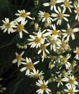 Aster ericoides Heath Aster