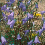 Campanula rotundifolia Harebell