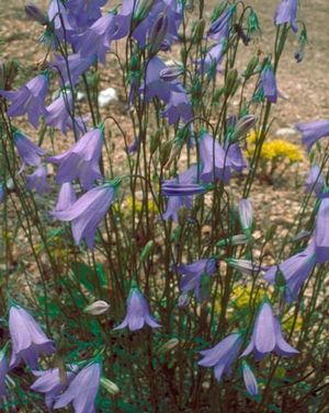 Campanula rotundifolia Harebell