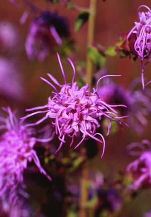 Liatris aspera Rough Blazing Star