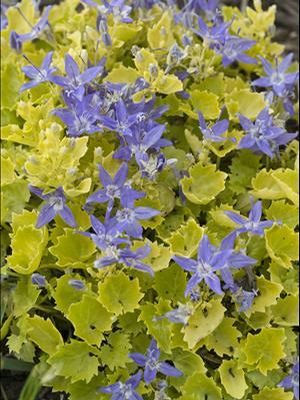 Campanula garganica Dickson's Gold Adriatic Bellflower