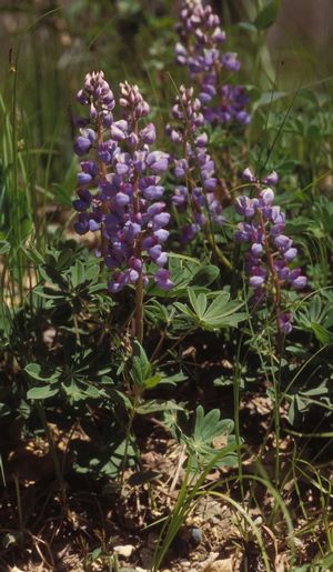 Lupinus perennis Sundial Lupine