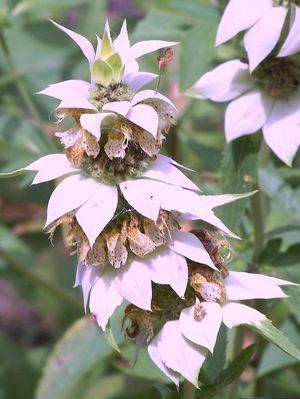 Monarda punctata Spotted Bee Balm