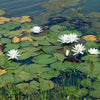 Nymphaea odorata White Waterlily