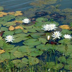 Nymphaea odorata White Waterlily