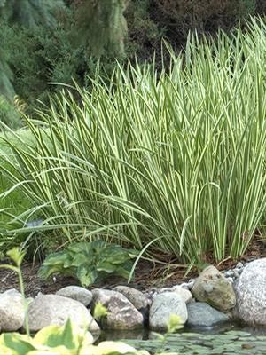 Acorus calamus Variegatus Variegated Sweet Flag