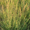 Bouteloua curtipendula Side Oats Grama