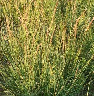 Bouteloua curtipendula Side Oats Grama