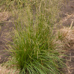 Deschampsia cespitosa Tufted Hair Grass