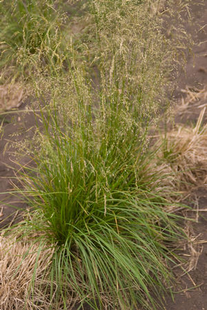 Deschampsia cespitosa Tufted Hair Grass