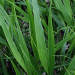 Hakonechloa macra Japanese Forest Grass