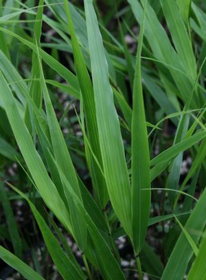 Hakonechloa macra Japanese Forest Grass