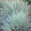 Helictotrichon sempervirens Saphirsprudel Sapphire Blue Oat Grass