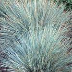 Helictotrichon sempervirens Saphirsprudel Sapphire Blue Oat Grass