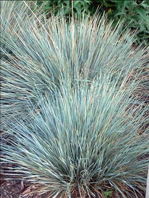 Helictotrichon sempervirens Saphirsprudel Sapphire Blue Oat Grass