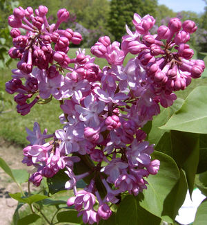 Syringa x vulgaris Belle de Nancy Belle de Nancy Lilac