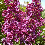 Syringa x vulgaris Monge Monge Lilac