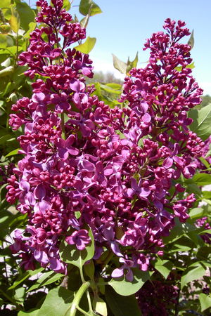 Syringa x vulgaris Monge Monge Lilac