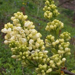 Syringa x vulgaris Primrose Primrose Lilac