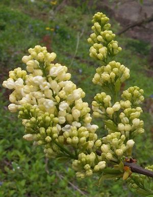 Syringa x vulgaris Primrose Primrose Lilac