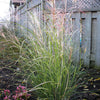 Miscanthus sinensis Autumn Light Autumn Light Maiden Grass