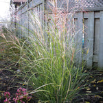 Miscanthus sinensis Autumn Light Autumn Light Maiden Grass