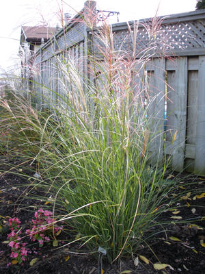 Miscanthus sinensis Autumn Light Autumn Light Maiden Grass