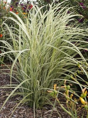 Miscanthus sinensis Dixieland Dixieland Maiden Grass