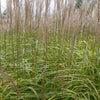 Miscanthus sinensis Huron Blush Huron Blush Maiden Grass