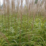 Miscanthus sinensis Huron Blush Huron Blush Maiden Grass