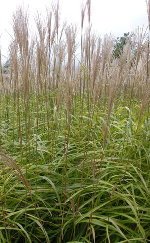 Miscanthus sinensis Huron Blush Huron Blush Maiden Grass