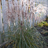 Miscanthus sinensis Huron Sunrise Huron Sunrise Maiden Grass