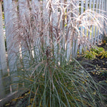 Miscanthus sinensis Huron Sunrise Huron Sunrise Maiden Grass