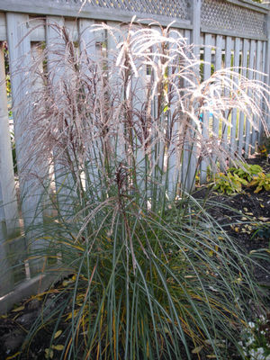 Miscanthus sinensis Huron Sunrise Huron Sunrise Maiden Grass