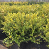 Buxus microphylla Faulkner Faulkner Boxwood